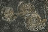 Fossil Ammonite (Dactylioceras) Cluster - Posidonia Shale, Germany #304957-1